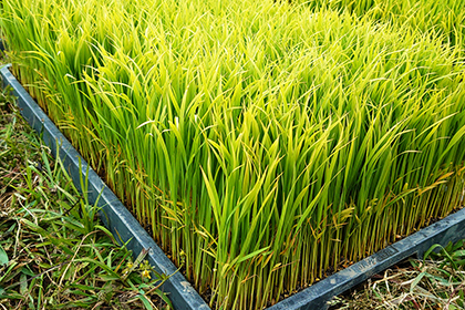 kimotofarm_20220513_01.jpg
