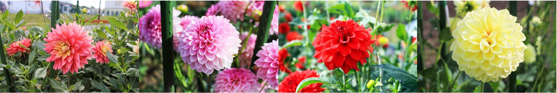 dahlia2.jpg