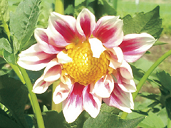 ダリア、遂に開花！