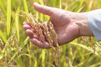 kimotofarm_furusato2.jpg