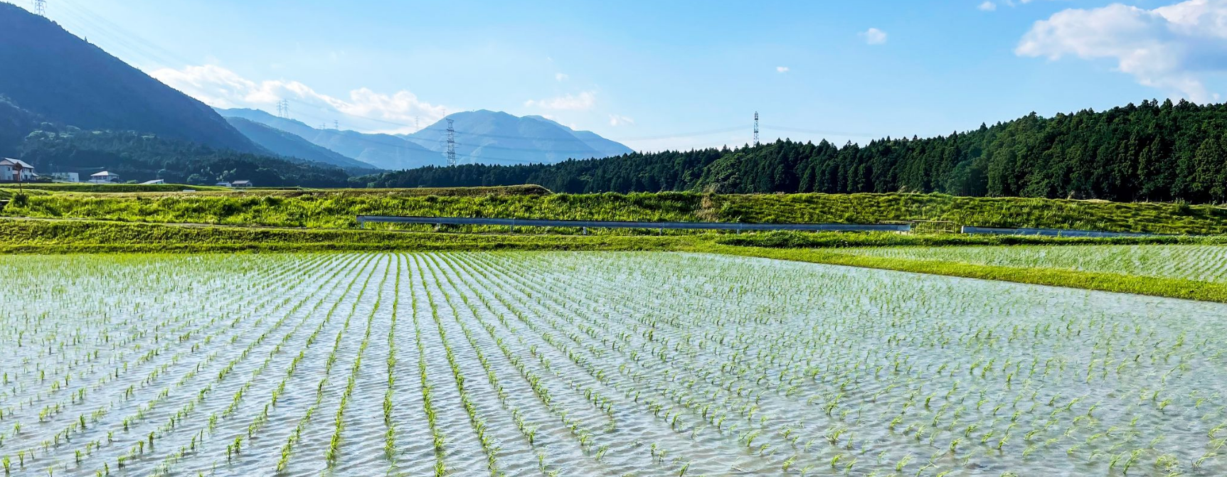 taue.png
