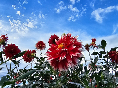 【NEW】TOPICS
2025年度 KIMOTOダリア園 閉園のお知らせ